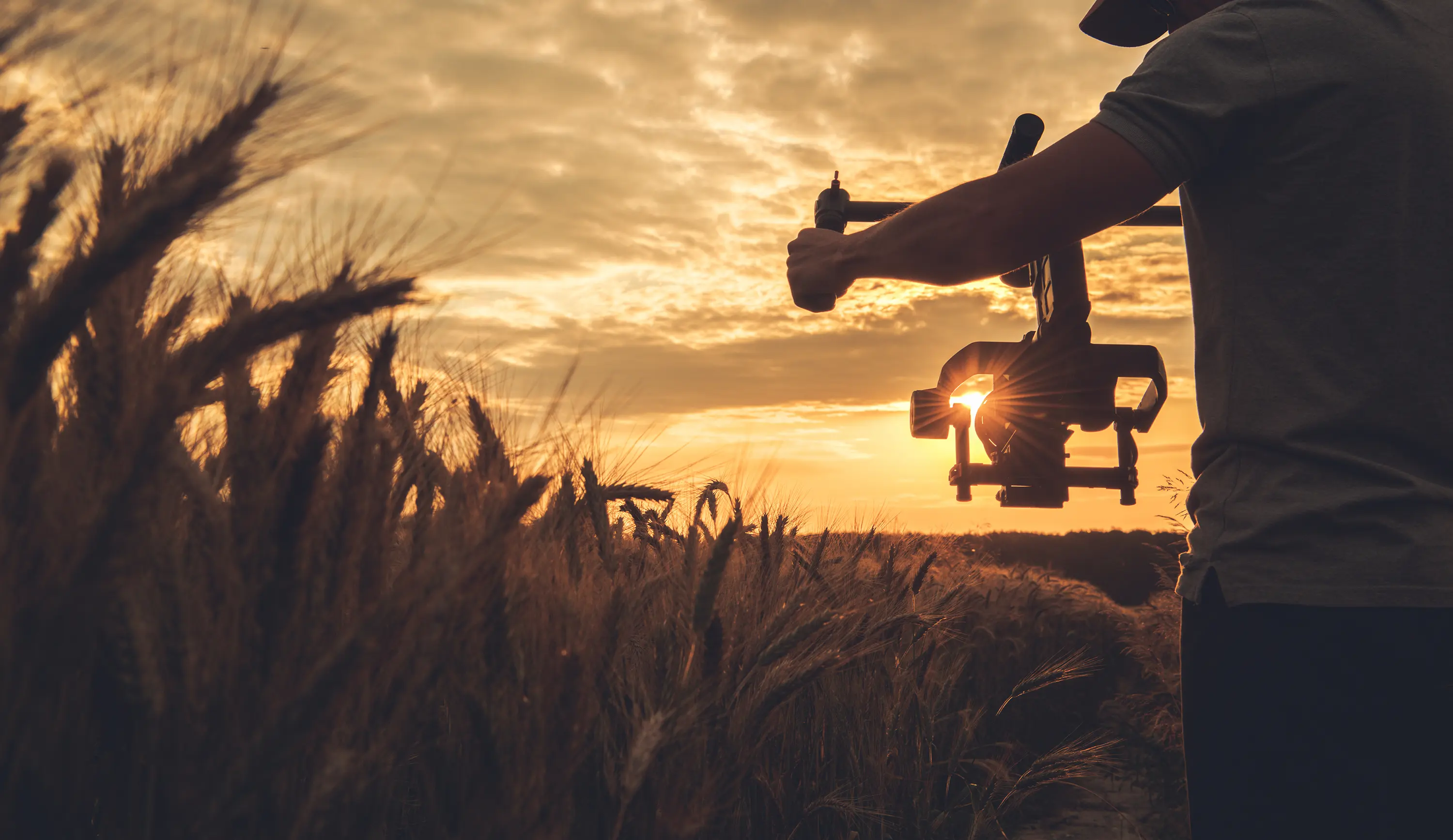 Cinematic shot of filmmaker with gimbal in wheat field at sunset.