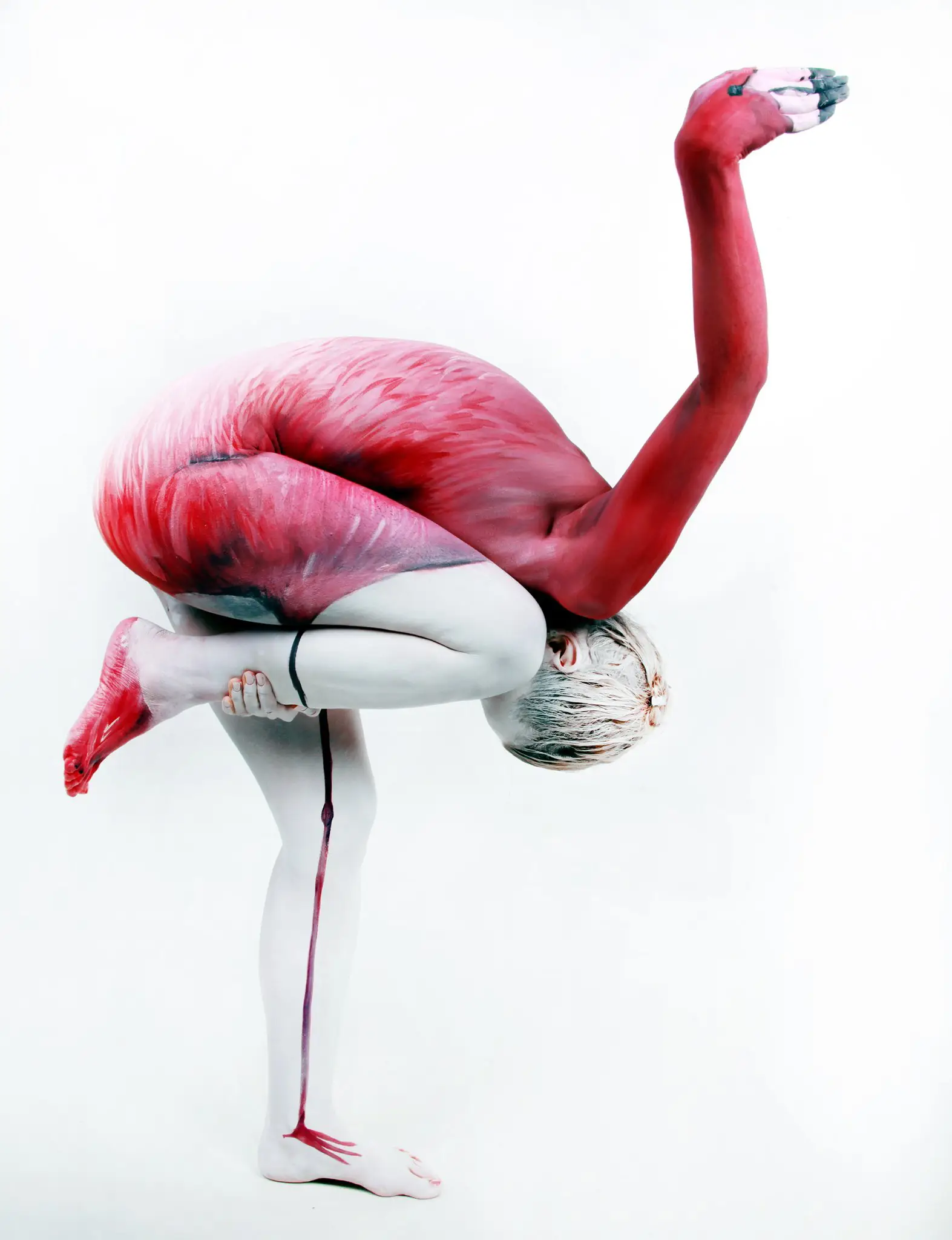 Body paint art: human body transformed into a flamingo, abstract, surreal, white background.